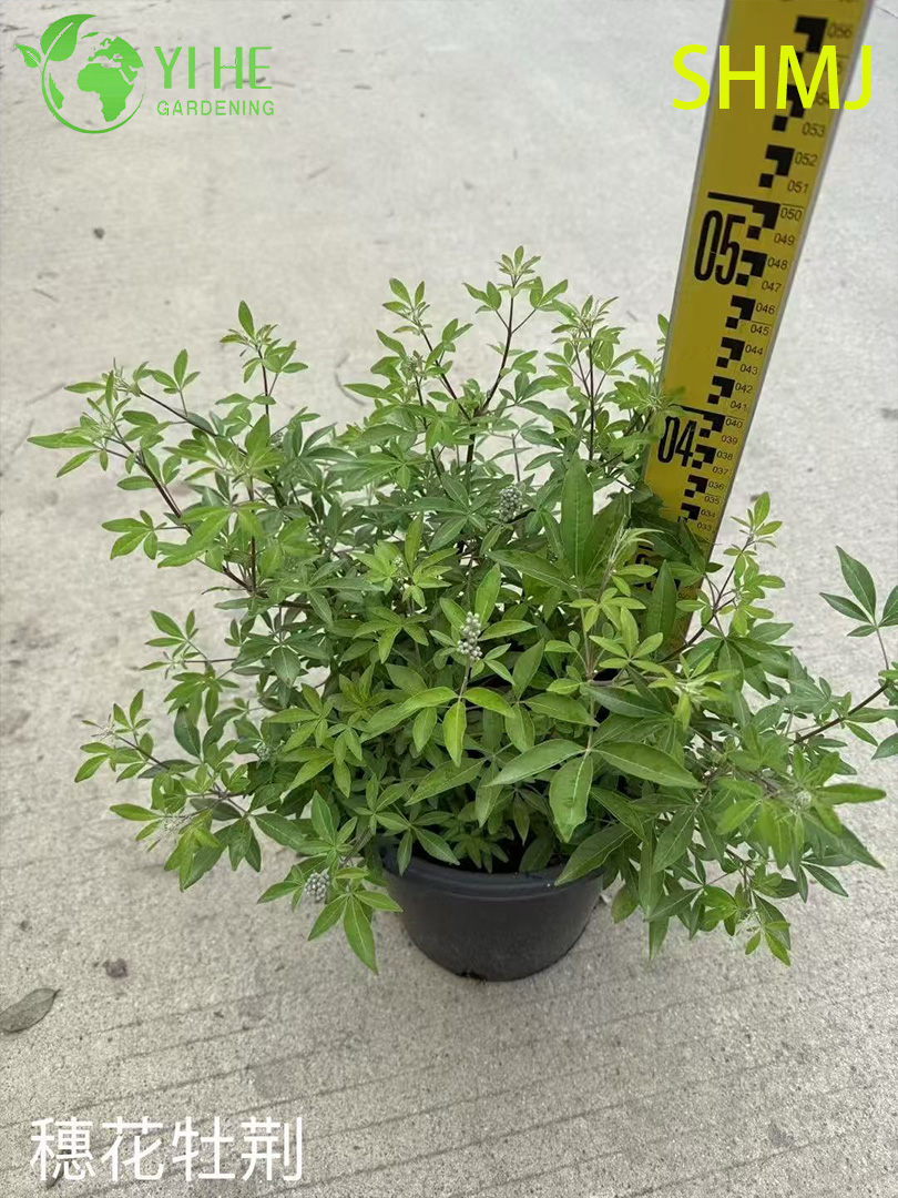 卸売輸出 Vitex Agnus-Castus 観賞用開花低木プレミアム品質