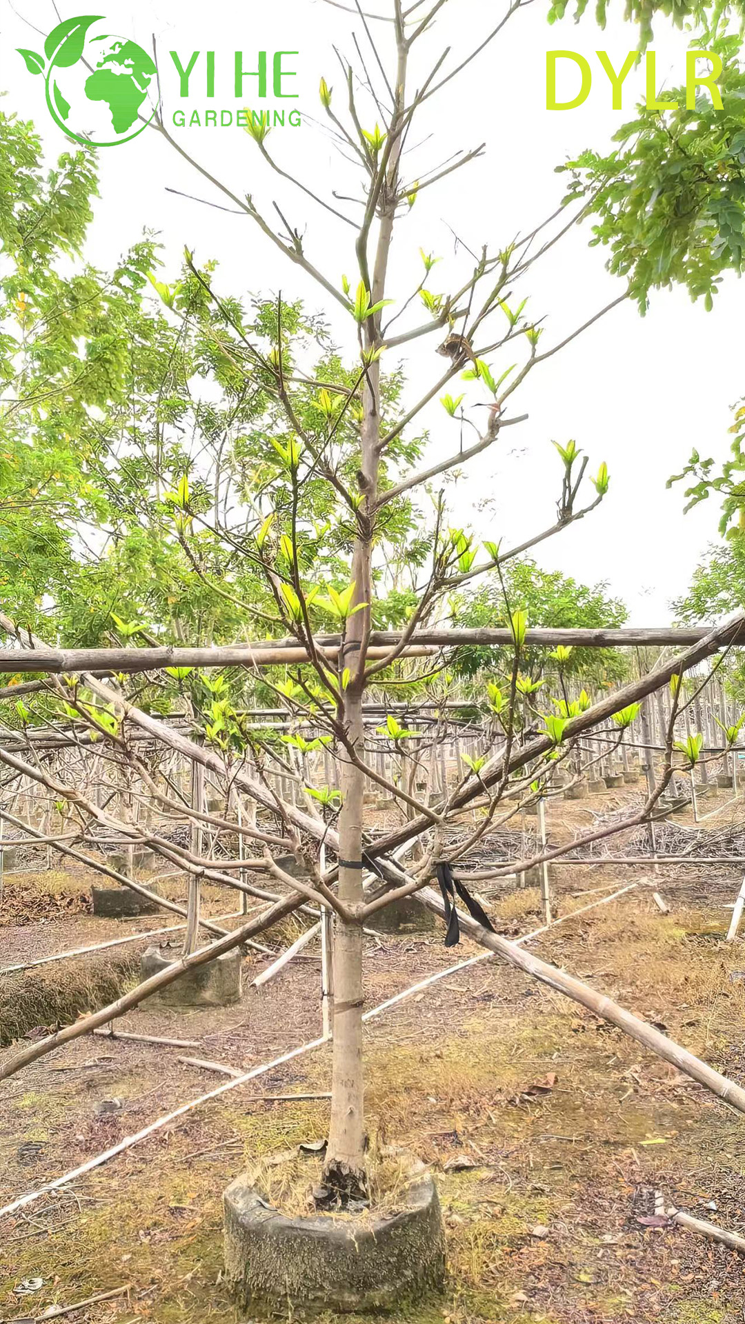 Gro&szlig;handel mit dekorativem Terminalia-Catappa-Baum, gro&szlig;bl&auml;ttrige Mandel f&uuml;r den Export im Garten- und Landschaftsbau
