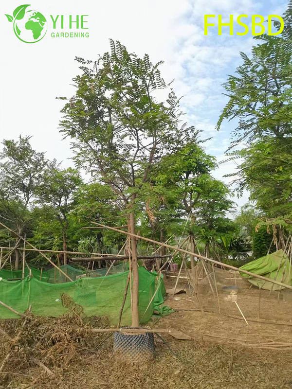 M&agrave;u hồng trang tr&iacute; - Hoa Cassia Javanica, C&acirc;y Cassia hồng trong vườn nhiệt đới, C&acirc;y Cassia Javanica ra hoa thường xanh, M&agrave;u hồng cảnh - Blossom Cassia