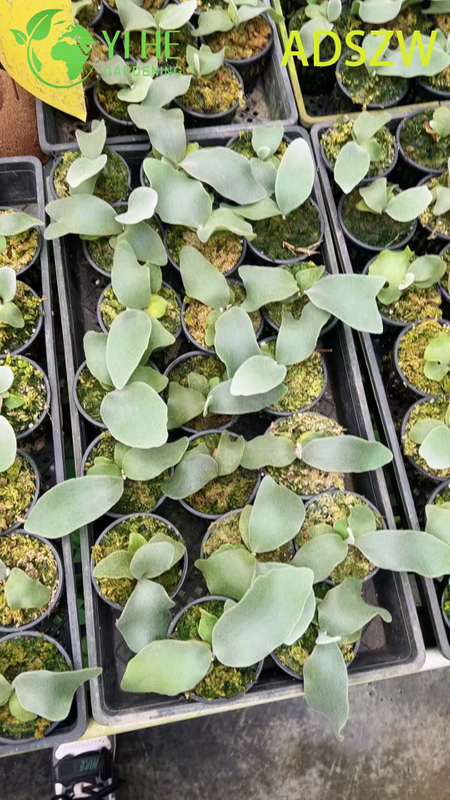 Großhandel mit Andes-Java-Topfpflanzen für den Innen- und Außenbereich, Landschaftsbau und Dekoration