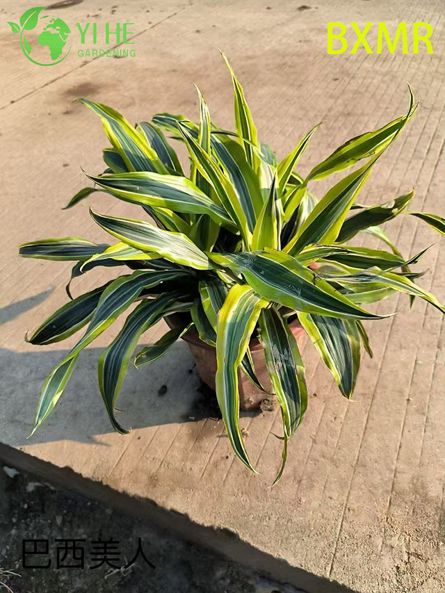 Venta al por mayor de plantas en macetas de belleza brasile&ntilde;a para decoraci&oacute;n tropical al aire libre en interiores