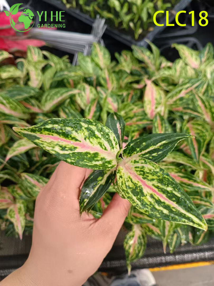 Feu d'artifice d'exportation en gros/papillon/épée rouge Aglaonema | Semis de feuillage ornemental tropical