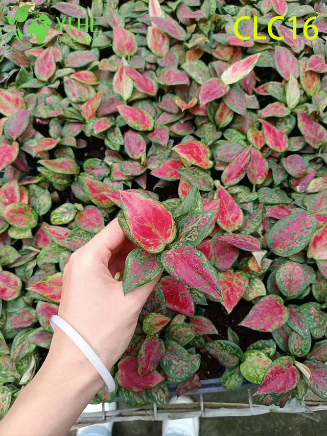 Exportaci&oacute;n al por mayor de chocolate/camuflaje/Aglaonema rojo eterno | Pl&aacute;ntulas De Plantas Ornamentales Tropicales