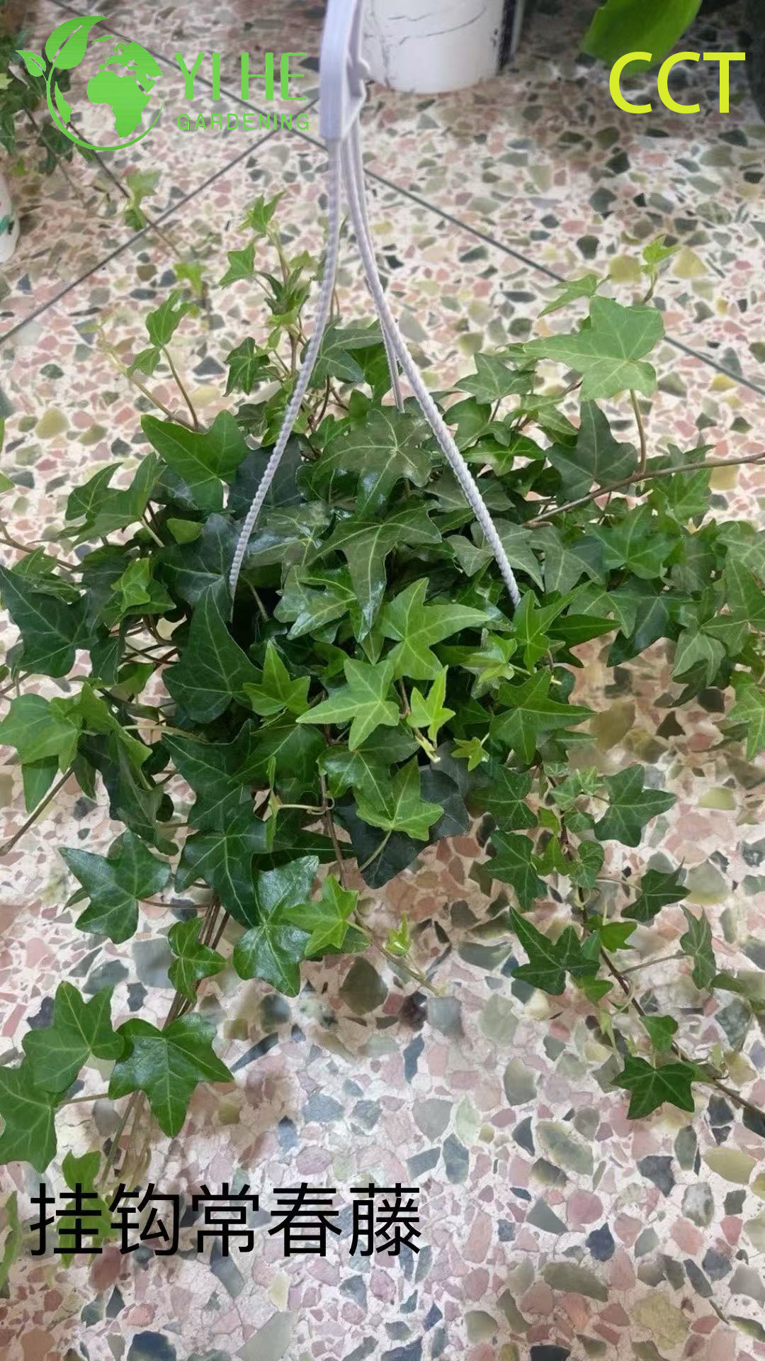 Venta al por mayor de plantas en macetas de hiedra inglesa para colgar en interiores y decoraci&oacute;n para trepar al aire libre