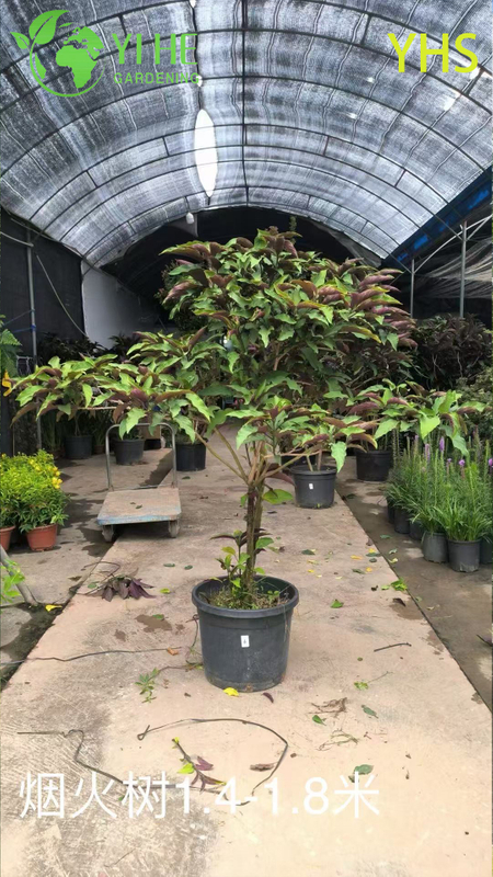 &Aacute;rvore de fogos de artif&iacute;cio flor ornamental planta de jardim tropical Clerodendrum Quadriloculare