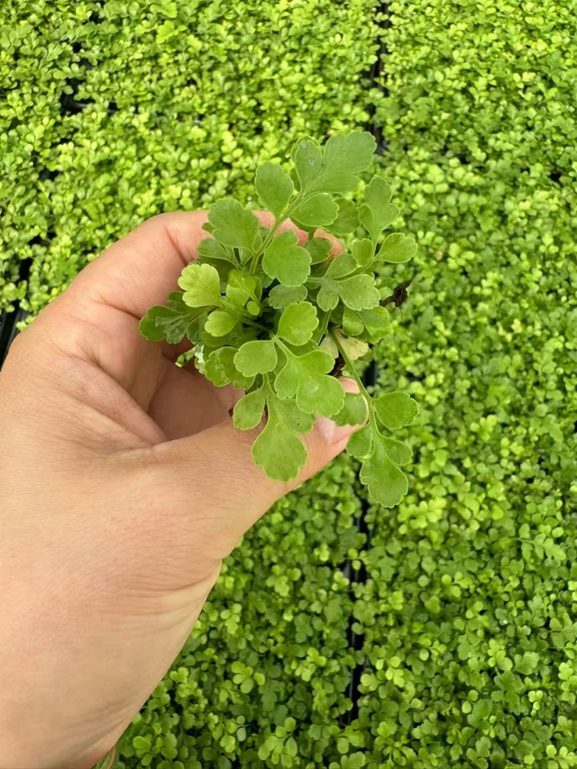 рассада птеридиума аквилинума