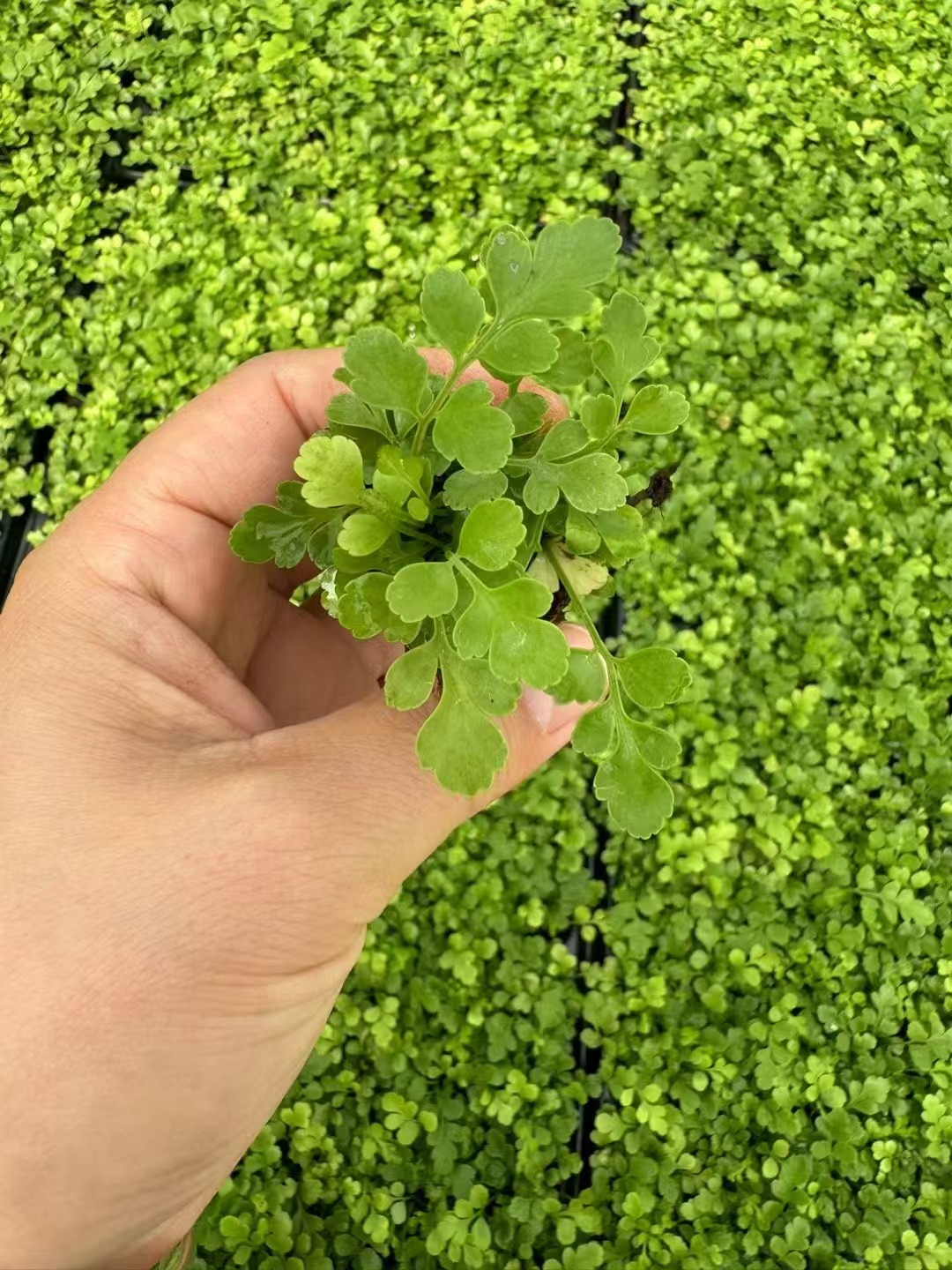 Pteridium aquilinum-Sämlinge