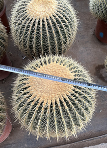 إشينوبس توبولورا