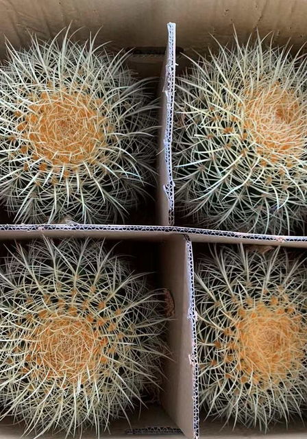 Cactus E Succulento