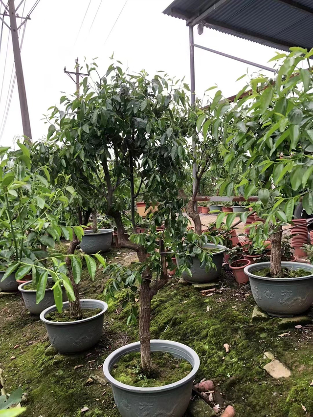 Ziziphus jujuba Mill.fruit 티셔츠