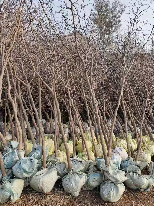 Camisetas Ziziphus jujuba Mill.fruit