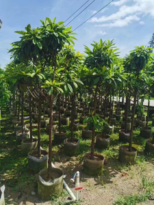 Nespolo del Giappone, Eriobotrya japonica (Thunb.) Lindl.