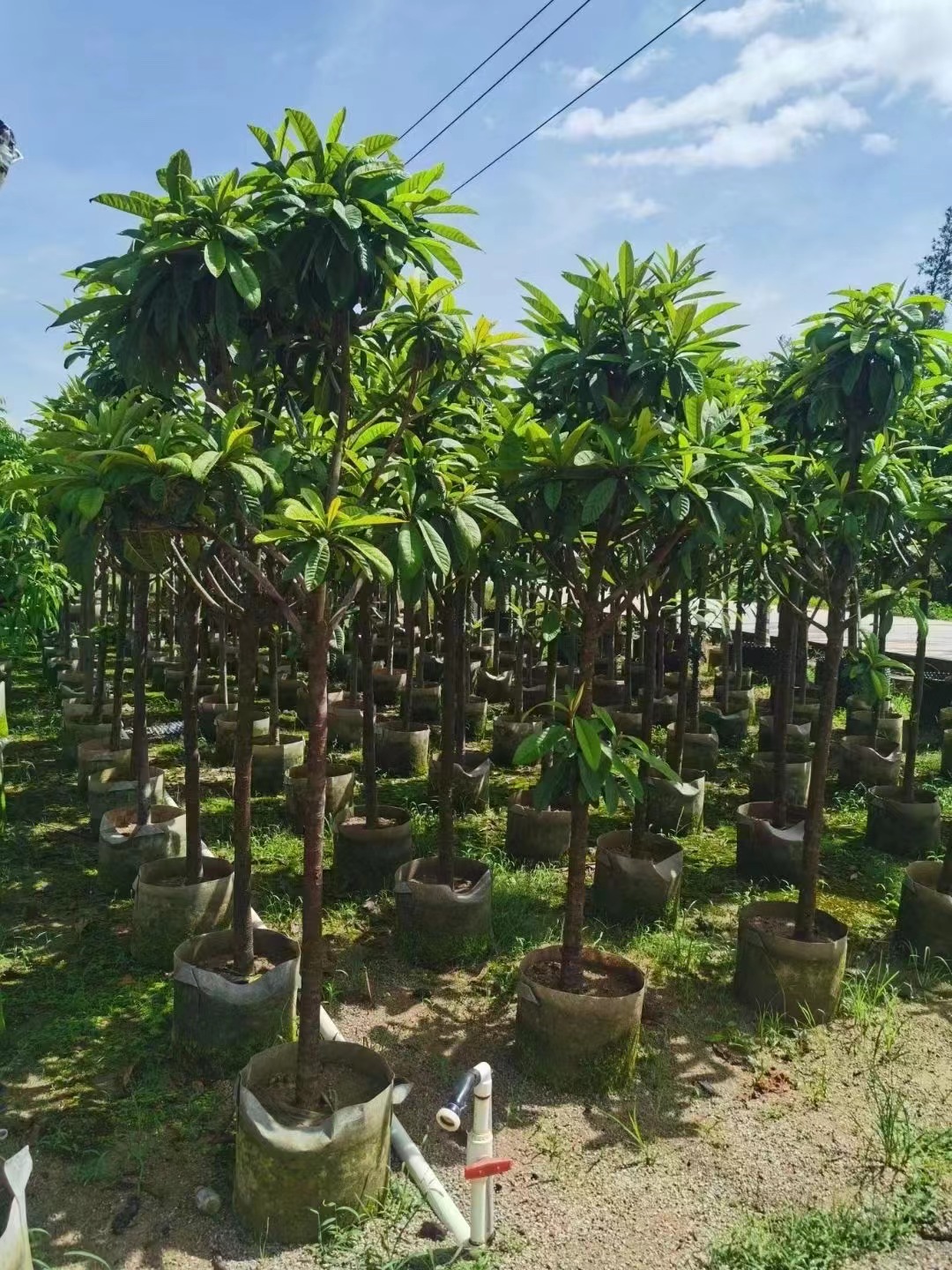 लोक्वाट के पेड़, एरीओबोट्रिया जैपोनिका (थुनब.) लिंडल।