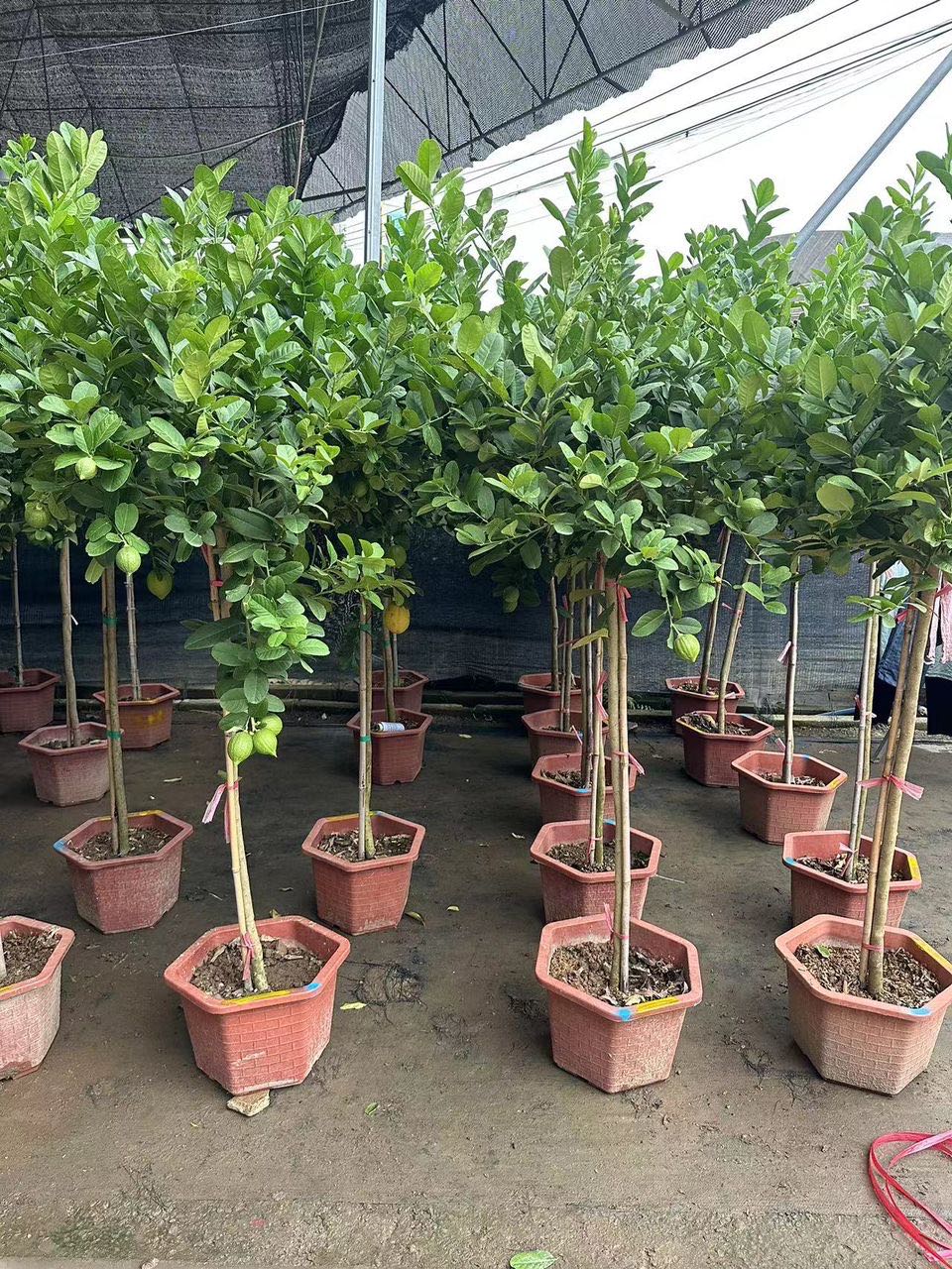 Citronniers,Citrus × limon (Linnaeus) Osbeck