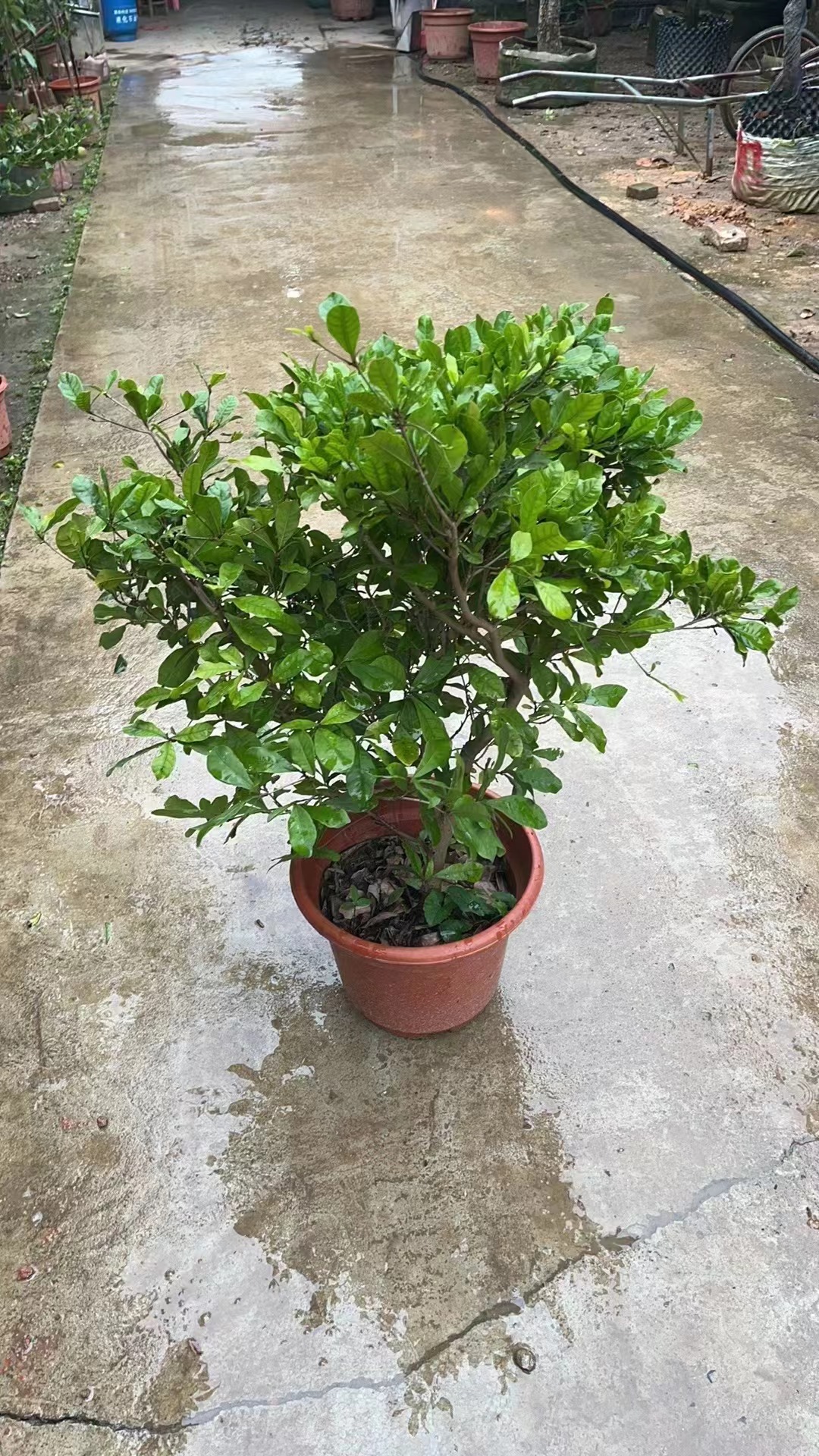 Чудо-фруктовые деревья Synsepalum dulcificum Daniell.