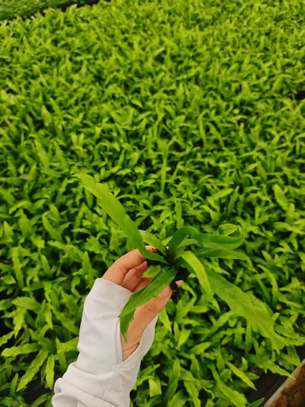 Асплениум Нидус