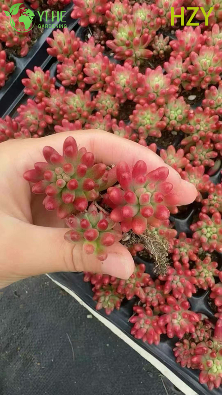 B&aacute;n bu&ocirc;n c&acirc;y đậu đỏ sống mọng nước Sedum Rubrotinctum Bonsai