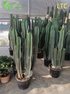 Planta De Cactus De Fruta Del Dragón Viva Un Hylocereus Undatus Frutífero