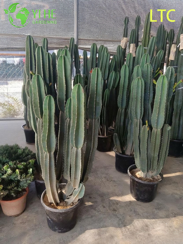 Planta De Cactus De Fruta Del Drag&oacute;n Viva Un Hylocereus Undatus Frut&iacute;fero