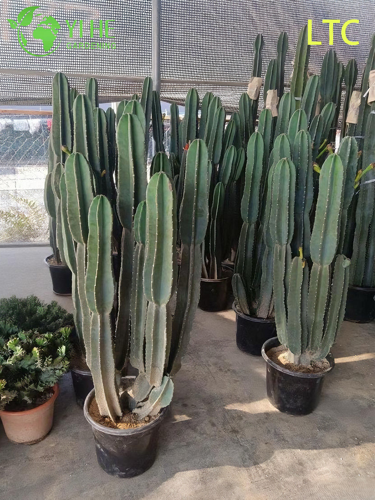 Planta De Cactus De Fruta Del Drag&oacute;n Viva Un Hylocereus Undatus Frut&iacute;fero