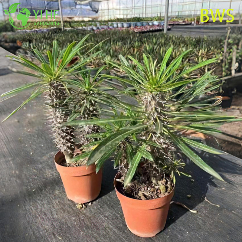 ปาล์มมาดากัสการ์สด บอนไซลำต้นมีหนามสูง Pachypodium ฉ่ำ
