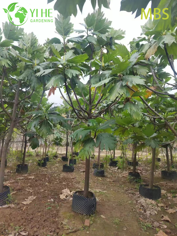 Venda por atacado de &aacute;rvore de fruta-p&atilde;o viva Artocarpus planta tropical comest&iacute;vel bonsai