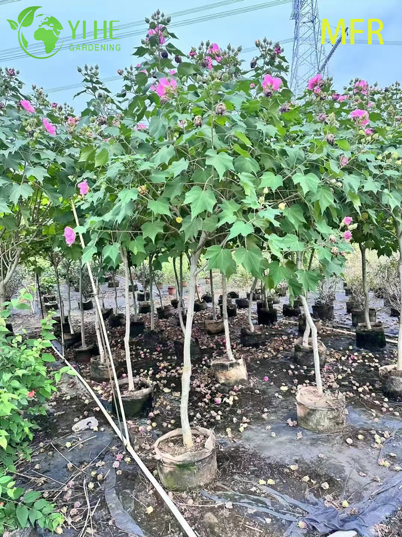 B&aacute;n bu&ocirc;n Li&ecirc;n minh Hoa hồng Ti&ecirc;u chuẩn Hoa sống C&acirc;y d&acirc;m bụt C&acirc;y cảnh