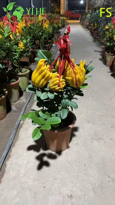 &Aacute;rbol vivo de mano de Buda de cidra con dedos arom&aacute;ticos para bons&aacute;i de exportaci&oacute;n