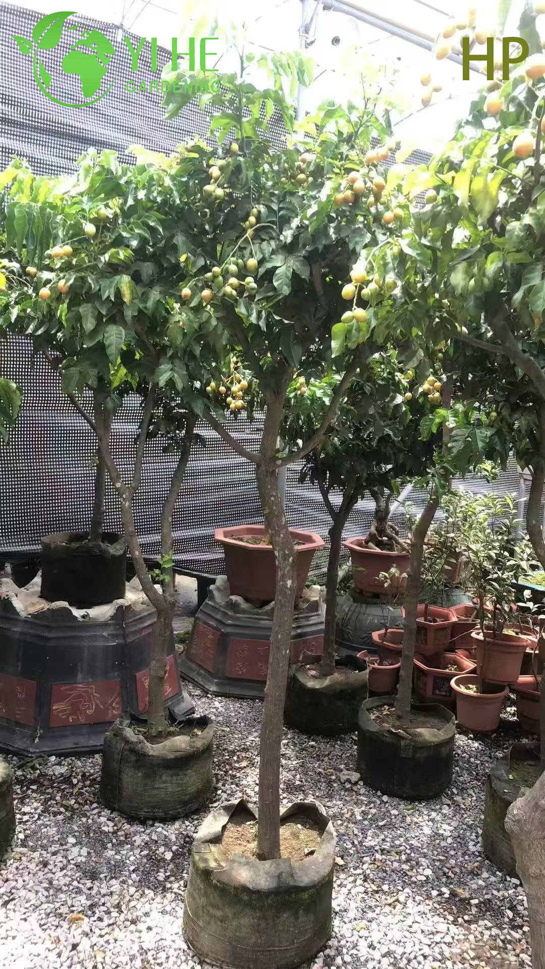 &Aacute;rvore Pongamia Pinnata resistente &agrave; seca para paisagismo e bonsai de biocombust&iacute;vel