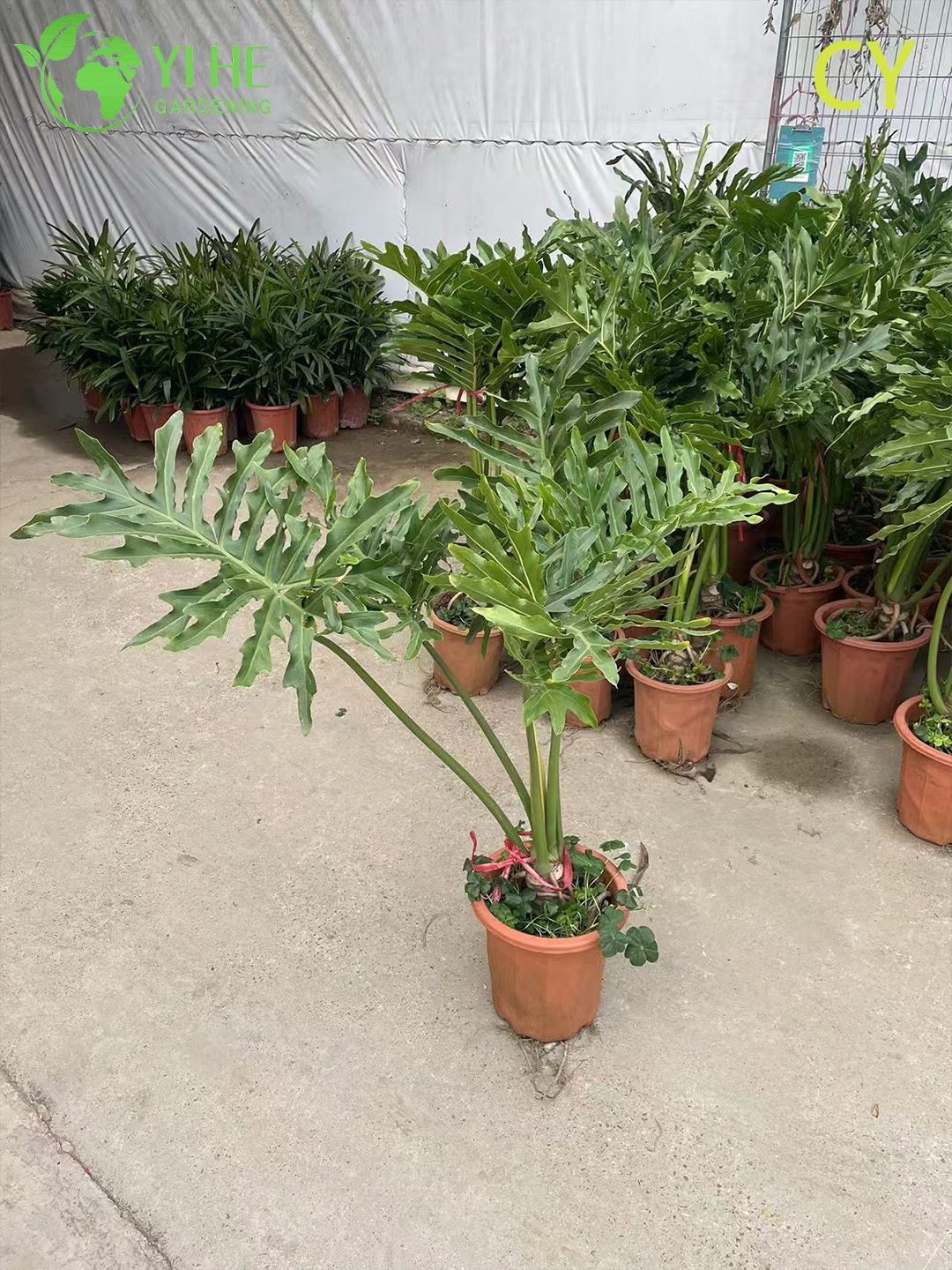 हरे-भरे उष्णकटिबंधीय थोक आशा संयंत्र थौमाटोफिलम बिपिनाटिफ़िडम बोनसाई