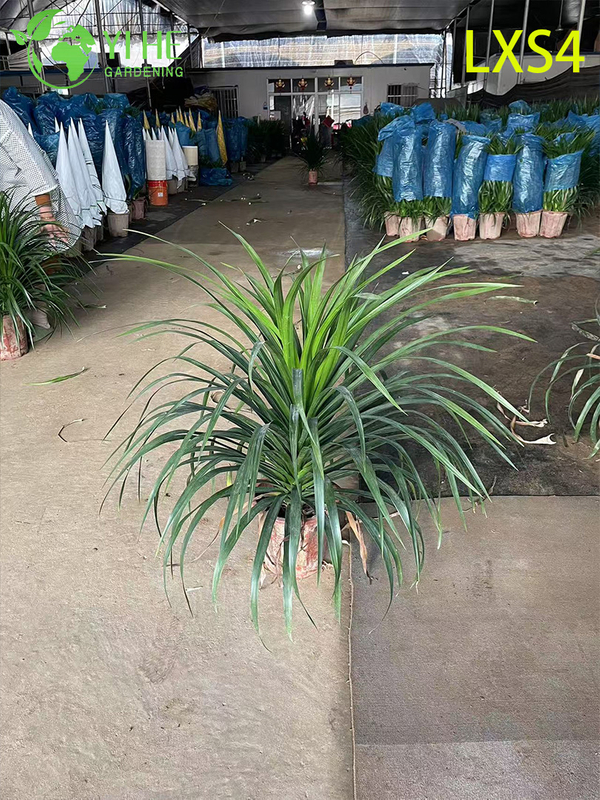Оптовые живые растения Dracaena Fragrans 'Massangeana' для домашнего декора бонсай