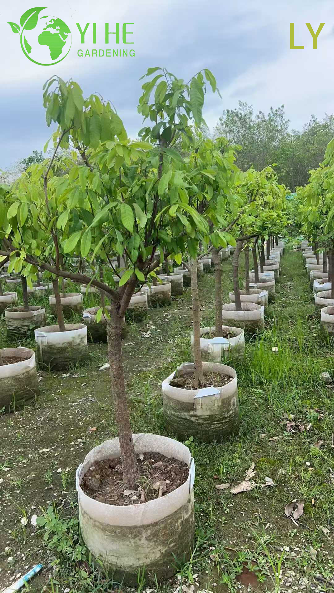 &Aacute;rvore olho de drag&atilde;o Dimocarpus Longan viva com bonsai de frutas doces