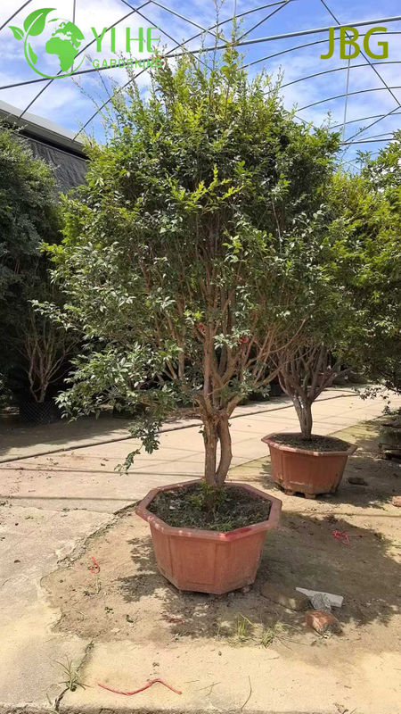 Пышное вечнозеленое дерево джабутикаба со съедобными плодами, похожими на виноград, бонсай