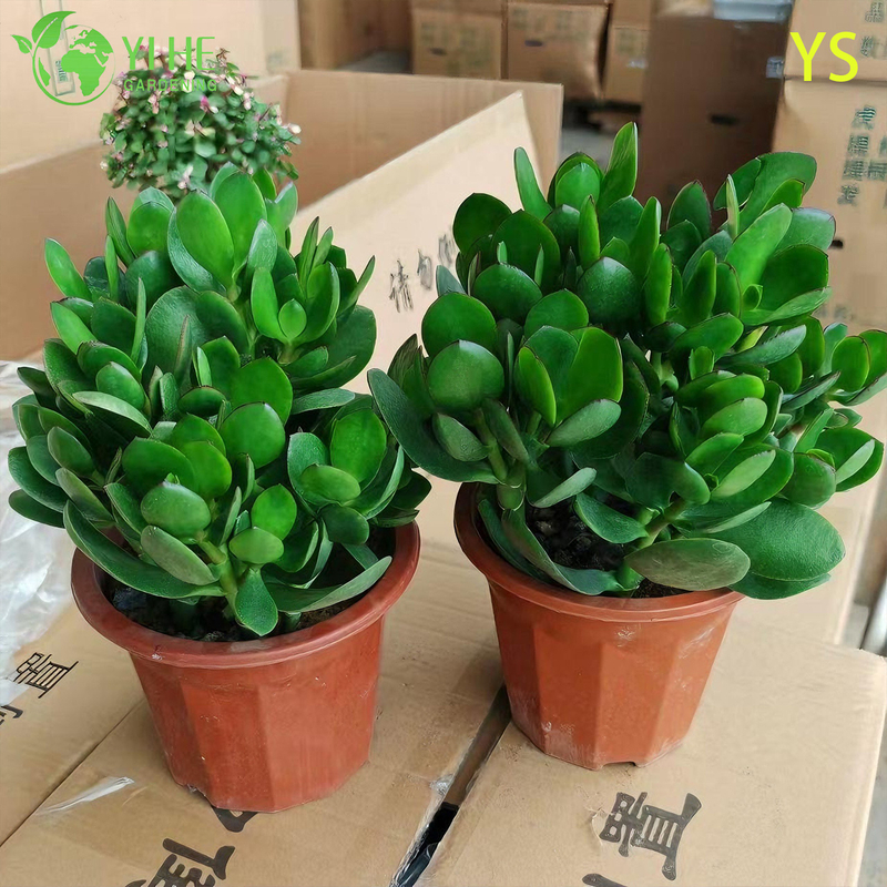 Dekorative lebende Geldbaum-Jadepflanze mit bunten künstlichen Blumen-Bonsai