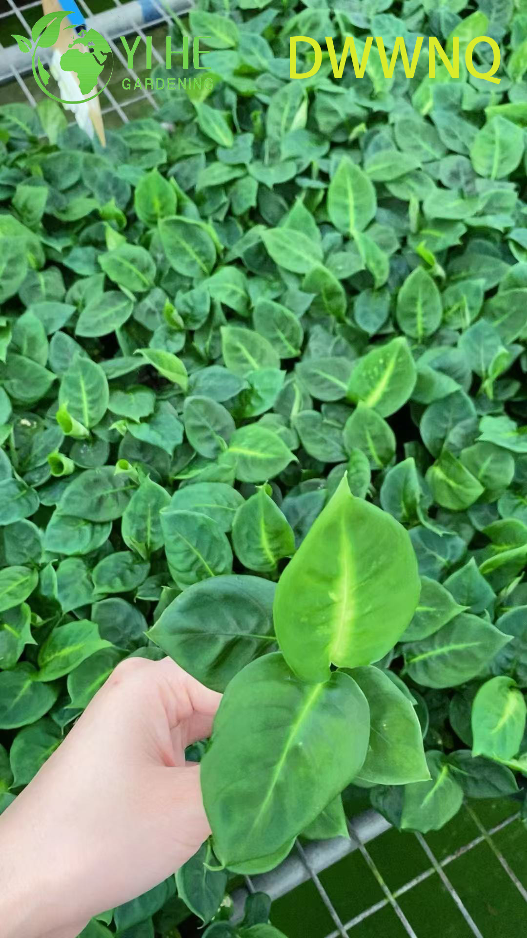 Dieffenbachia Reflector Variegated Dumb Cane Starter Plant Setzlinge im Gro&szlig;handel