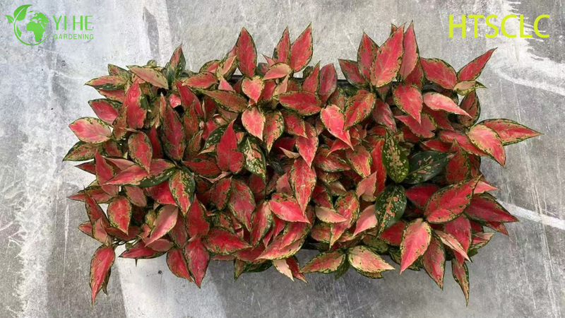 Groothandel Aglaonema Red Angel Live Chinese Evergreen Starter Plug Zaailingen