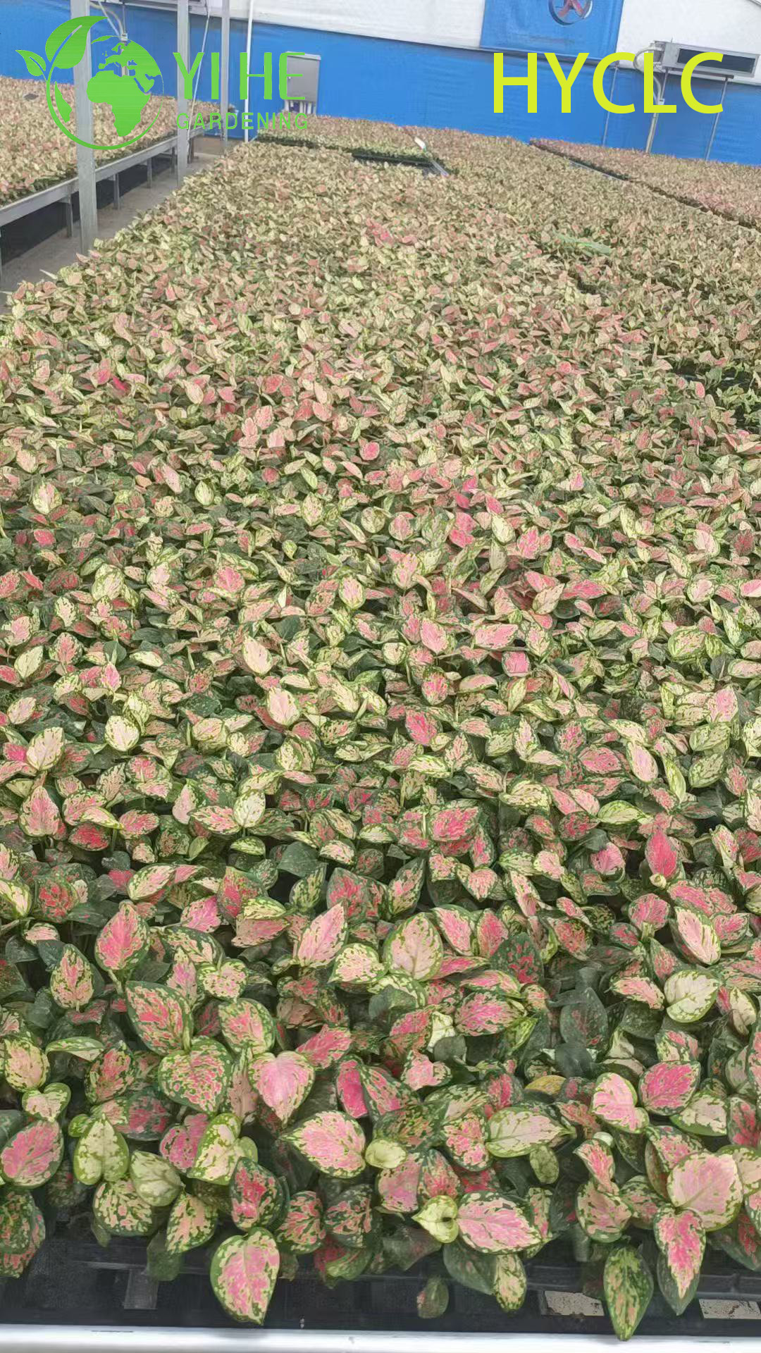 ຂາຍສົ່ງ Aglaonema Beauty Live Chinese Evergreen Starter Plug Seedlings