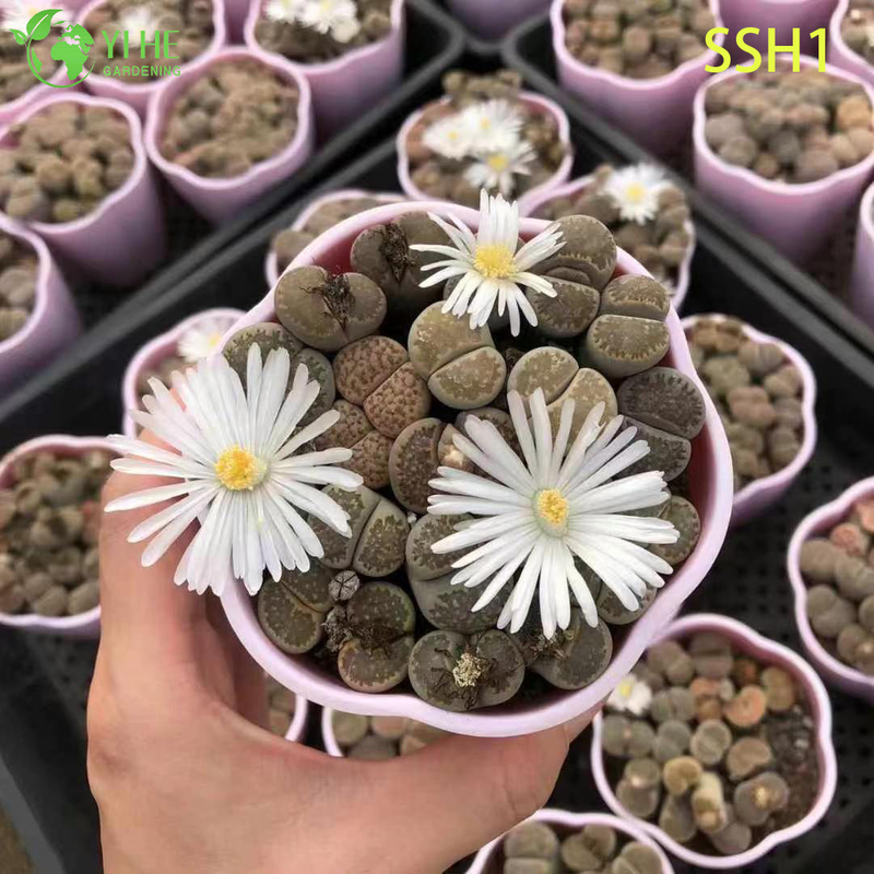 Lithops vivants, pierres vivantes, plantes assorties, bonsa&iuml; succulents &agrave; fleurs, vente en gros