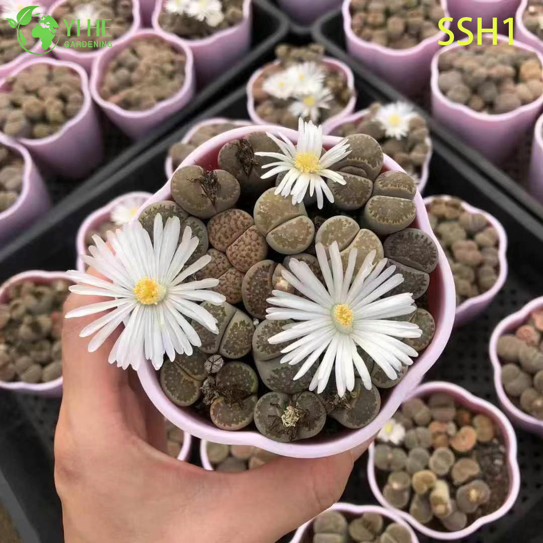 Lithops vivants, pierres vivantes, plantes assorties, bonsa&iuml; succulents &agrave; fleurs, vente en gros
