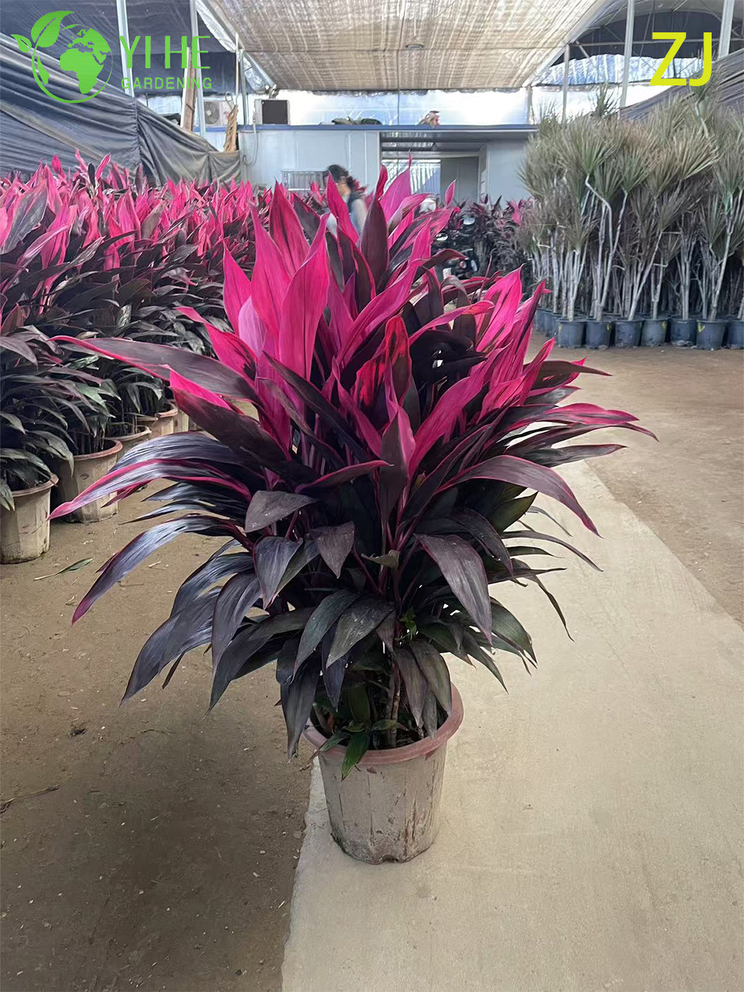 Оптовая продажа ярко-розового растения Cordyline Ti с живыми тропическими листьями бонсай