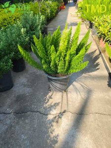 Bonsai vivo al por mayor de la planta del acento del penacho del espárrago del helecho de cola de zorra