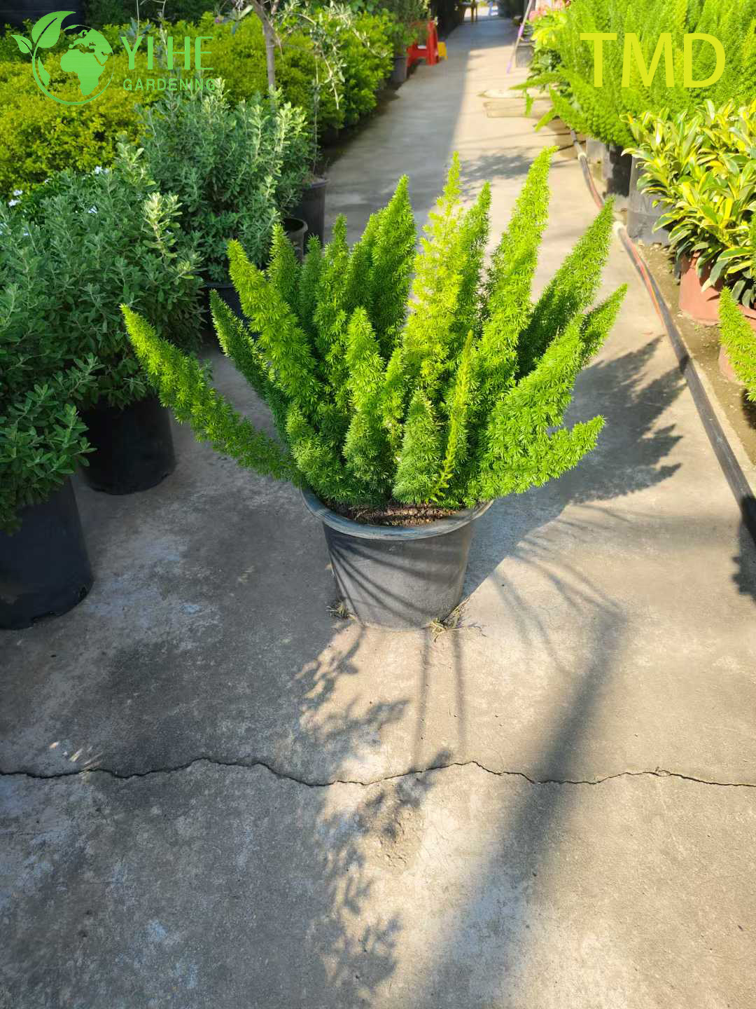 Bonsai vivo al por mayor de la planta del acento del penacho del esp&aacute;rrago del helecho de cola de zorra