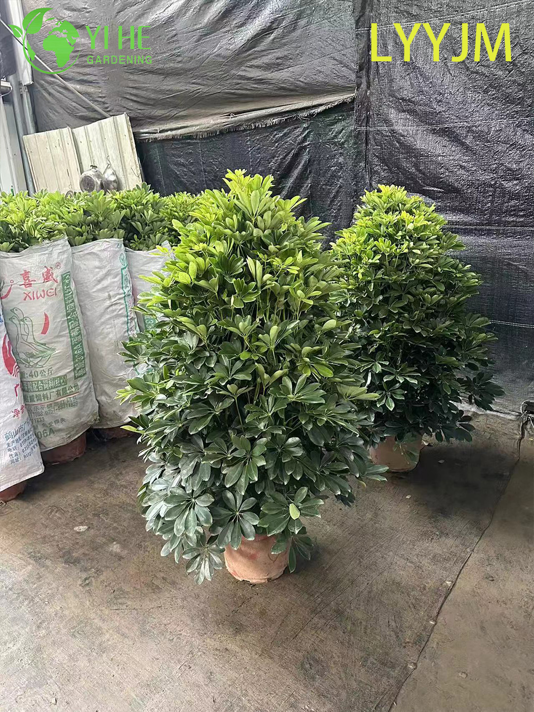 Venta al por mayor Schefflera verde &aacute;rbol paraguas enano planta de interior viva Bonsai