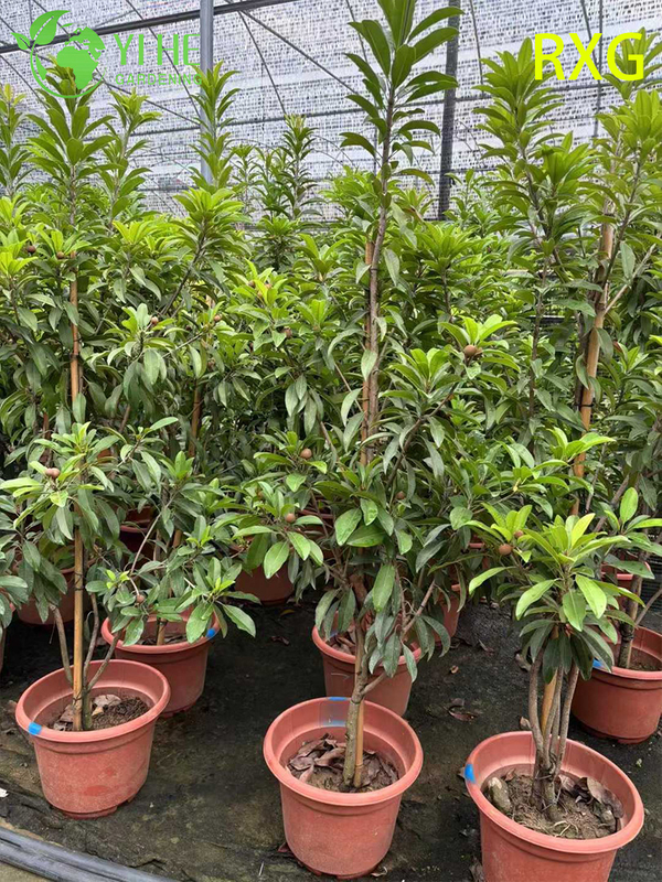 شجرة مانيلكارا زابوتا سابوديلا تشيكو الحية مع بونساي فاكهة السكر البني الحلو