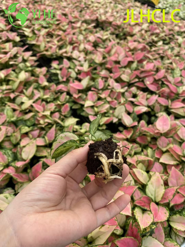 Aglaonema 상서로운 빨간색빨간 중국 상록다채로운 관엽 식물행운 식물 모종
