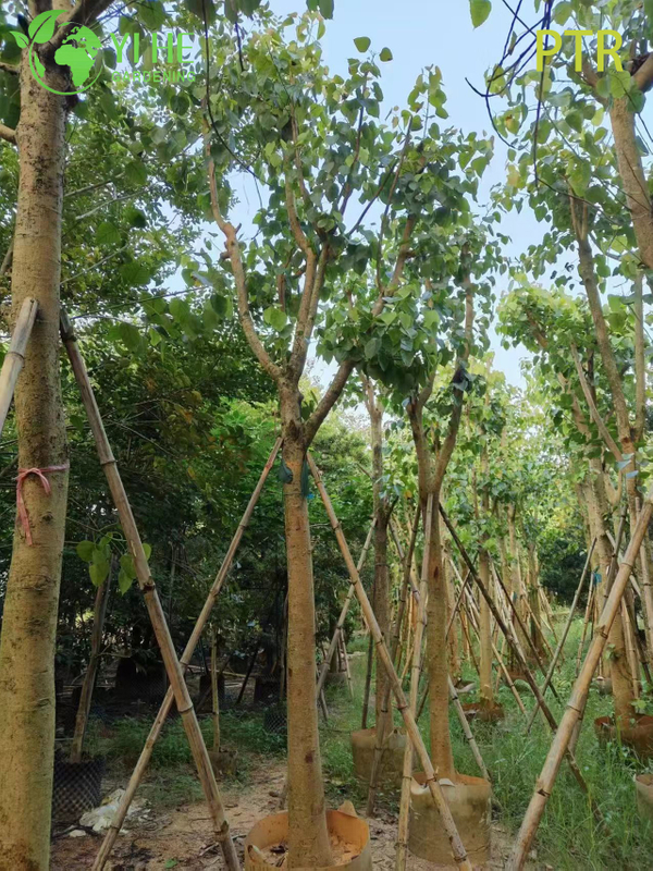Arbre sacré de la Bodhi, Ficus Religiosa, pour l'aménagement paysager du jardin du temple