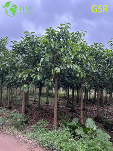 ต้นไม้ Ficus Altissima เอเวอร์กรีนกลางแจ้งขนาดใหญ่สำหรับจัดสวนบอนไซ