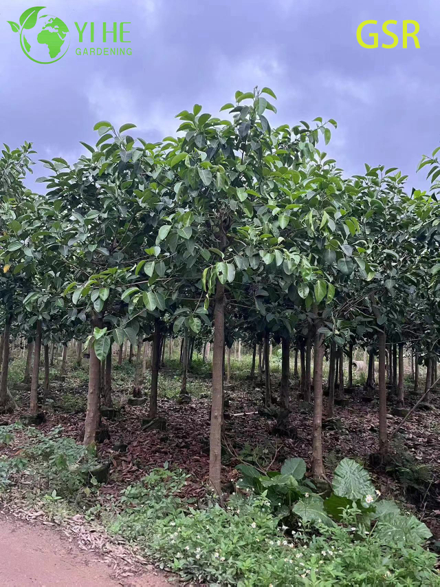 Großer immergrüner Ficus Altissima-Baum im Freien für die Bonsai-Landschaftsgestaltung