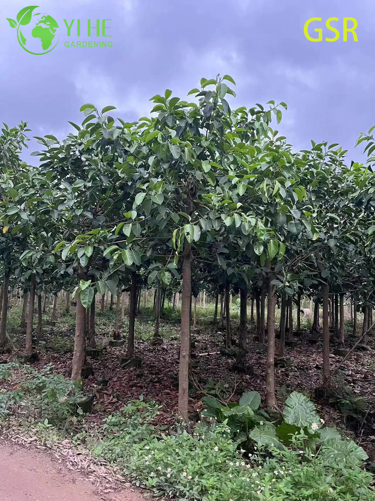 Grande albero sempreverde di Ficus Altissima da esterno per bonsai paesaggistici