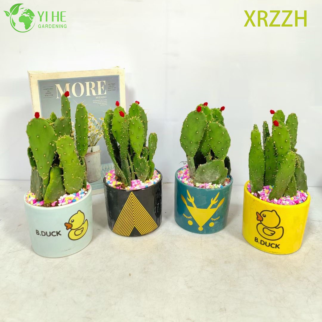 Kit de jardim de mini cactos suculentos fa&ccedil;a voc&ecirc; mesmo para bonsai de decora&ccedil;&atilde;o de escrit&oacute;rio de mesa